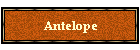 Antelope