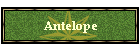 Antelope