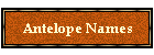 Antelope Names